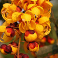 Orange Cassia Tree